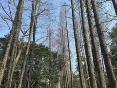 -上海滨江森林公园