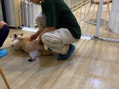 -南京Hallo宠物乐园·哈罗犬舍·柴犬繁育基地