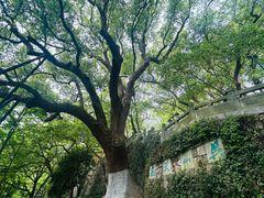 -吴山景区