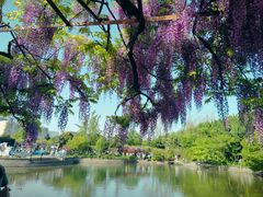 -秋霞圃