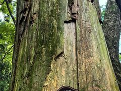 -天目山大树王景区