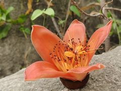 -火炉山森林公园