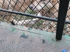 -五龙山野生动物王国