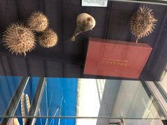 -上海海洋大学鱼文化博物馆(军工路校区)
