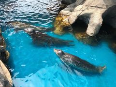 -华夏文旅海洋公园