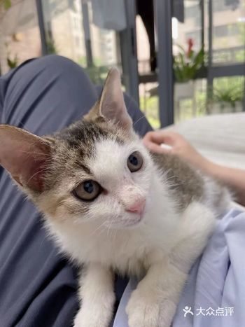 西安的小伙伴有想领养猫咪的吗