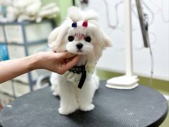 -鑫艺宠物美容培训学校