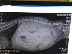 -瑞鹏宠物医院·宠保定点·心脏科·内科(御桥分院)