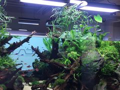 -ADA自然水景世界