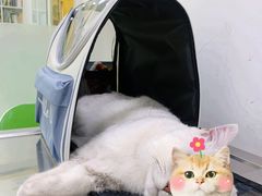 -汪喵宠物医院·骨科心脏影像·犬猫急重症ICU诊疗中心(成华分院)