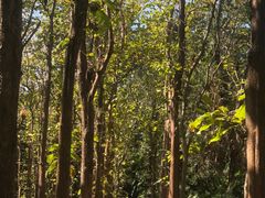 -中国科学院西双版纳热带植物园