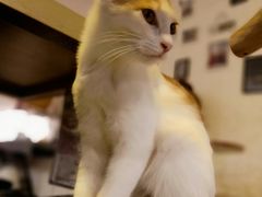 -平行世界·猫咖(首经贸店)
