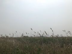 -盐城丹顶鹤湿地生态旅游区
