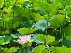 -荷塘月色湿地公园·向阳花洲