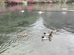 -靖西鹅泉风景区