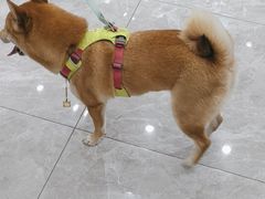 -瑞鹏宠物医院·骨外科·心肾科·肿瘤科(九亭店)