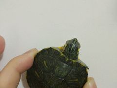 -北京观赏动物医院·24小时大型综合·猫专科·异宠专科