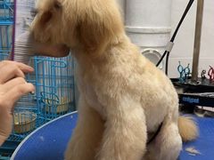 -乐琪宠物医院·犬猫专科·骨外科·急重症