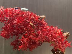 -蝎王府羊蝎子(西直门店)