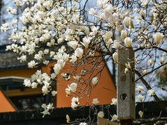 -龙华寺