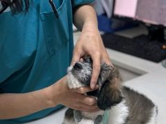 -宠颐生汉谟拉比宠物医院