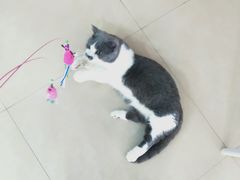 -喵宠乐园·撸猫互动·猫舍