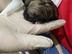 -暖阳宠物医院·犬猫康复中心·骨科