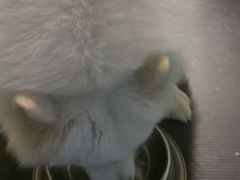 -趣玩宠物乐园寄养训犬训狗游泳池