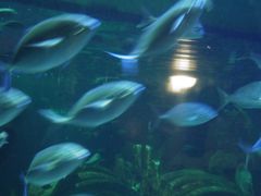 -悉尼海洋生物水族馆