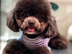 -PETKIT小佩宠物(昭化店)