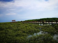 -北海金海湾红树林生态旅游区