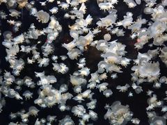 -太平洋海底世界