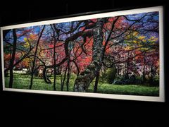 -罗红摄影艺术馆