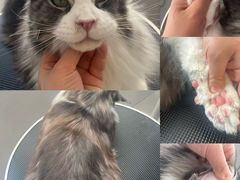 -老吴的猫·猫舍(新区店)