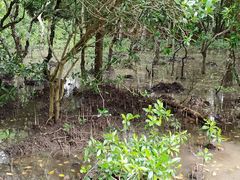 -东寨港红树林旅游区