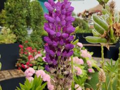 -荷兰花海