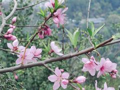 -瑶湖郊野森林公园