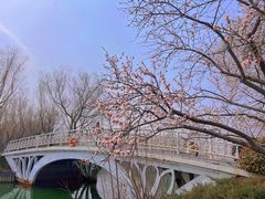 -大兴滨河森林公园