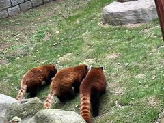-上海野生动物园