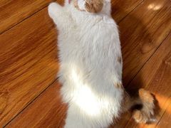 -猫小院猫主题餐厅(南锣旗舰店)