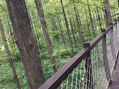 -黄海国家森林公园