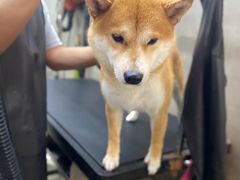 -PETKIT小佩宠物·低压洗护(国顺东路店)