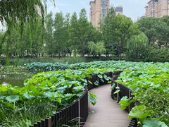 -陈家山荷花公园