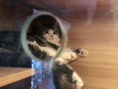 -喵百万·布偶·蓝金金渐层英短·猫舍(百子湾店)