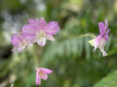 -深圳市中科院仙湖植物园