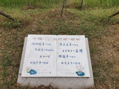 -微山湖红荷湿地景区