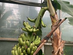 -呀路古热带植物园