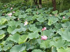 -玄武湖景区-情侣园游乐场