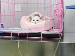 -特一安24小时宠物医院·骨科·中兽医