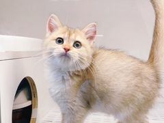 -lincat·猫舍(广州店)